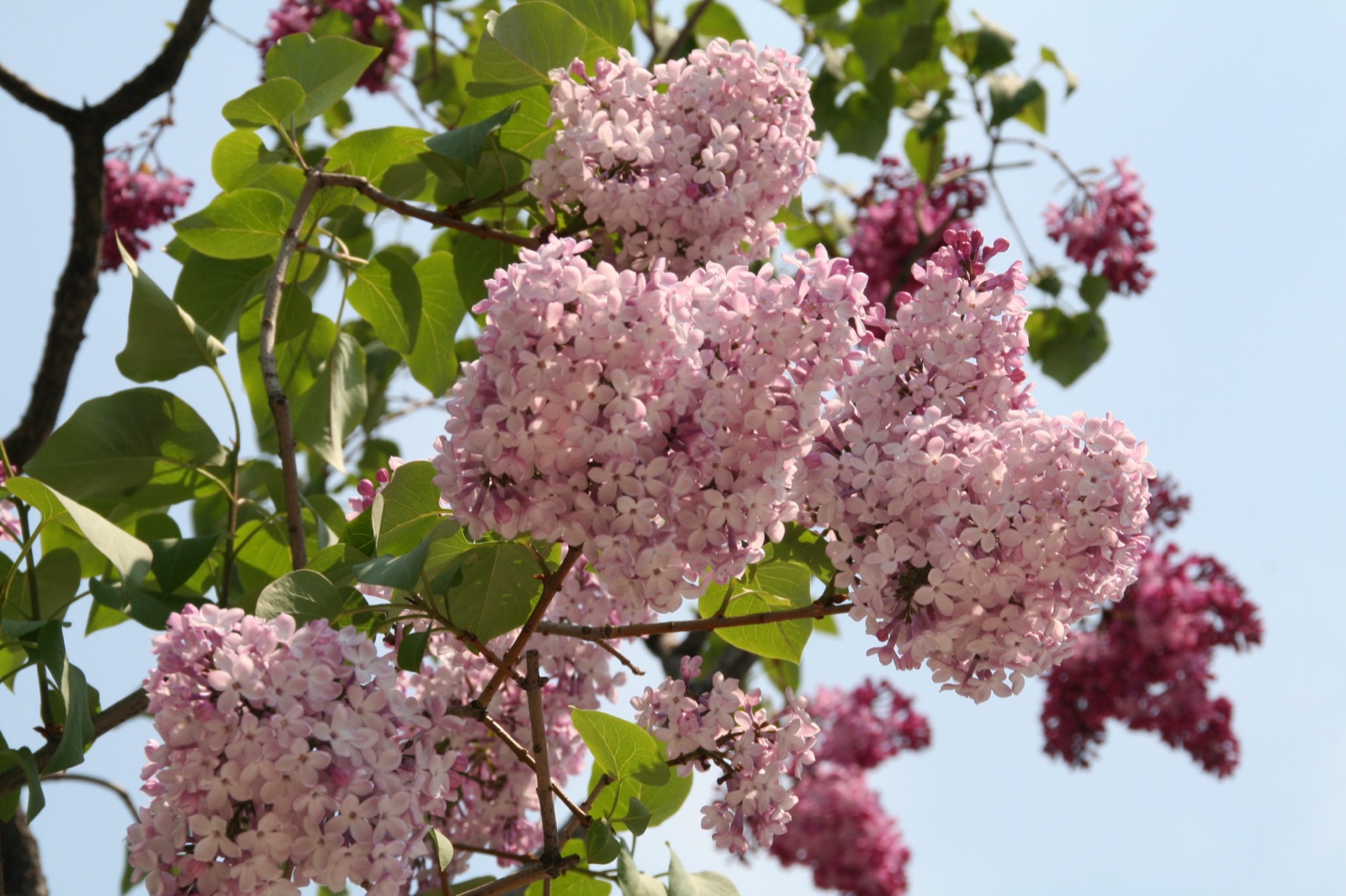 大通公園のライラックの花